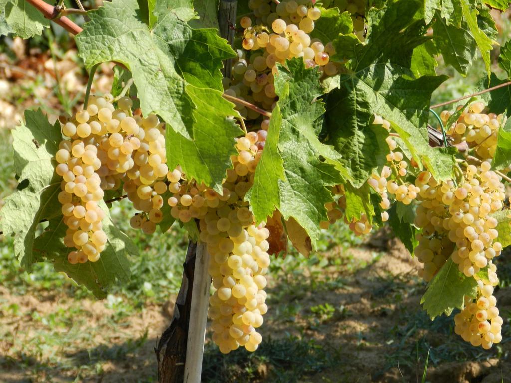 Agriturismo Fusini 马利亚诺因托斯卡纳 外观 照片